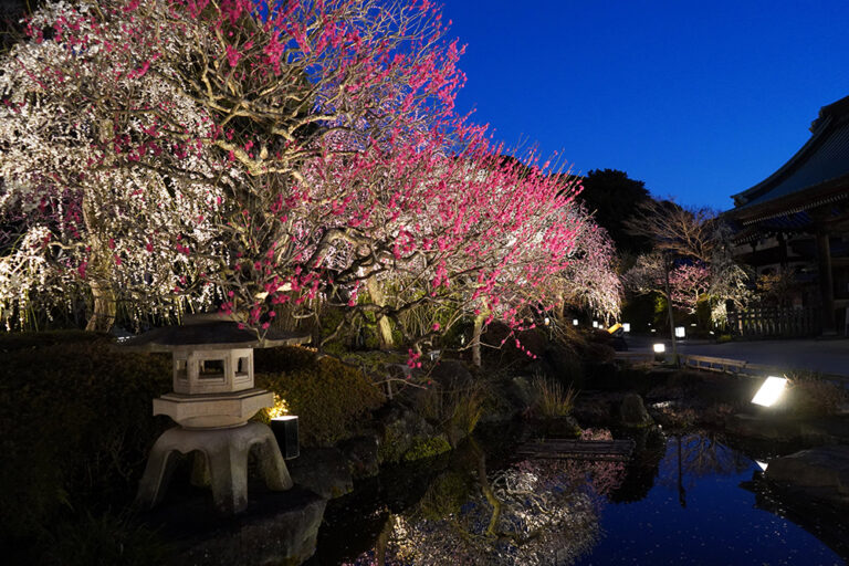 Early Spring Visit to Hasedera Temple with Hotel Metropolitan Kamakura