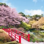 Cherry Blossoms at The New Otani, Starting March 1st