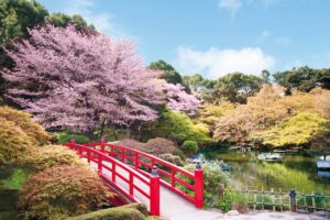 Cherry Blossoms at The New Otani, Starting March 1st